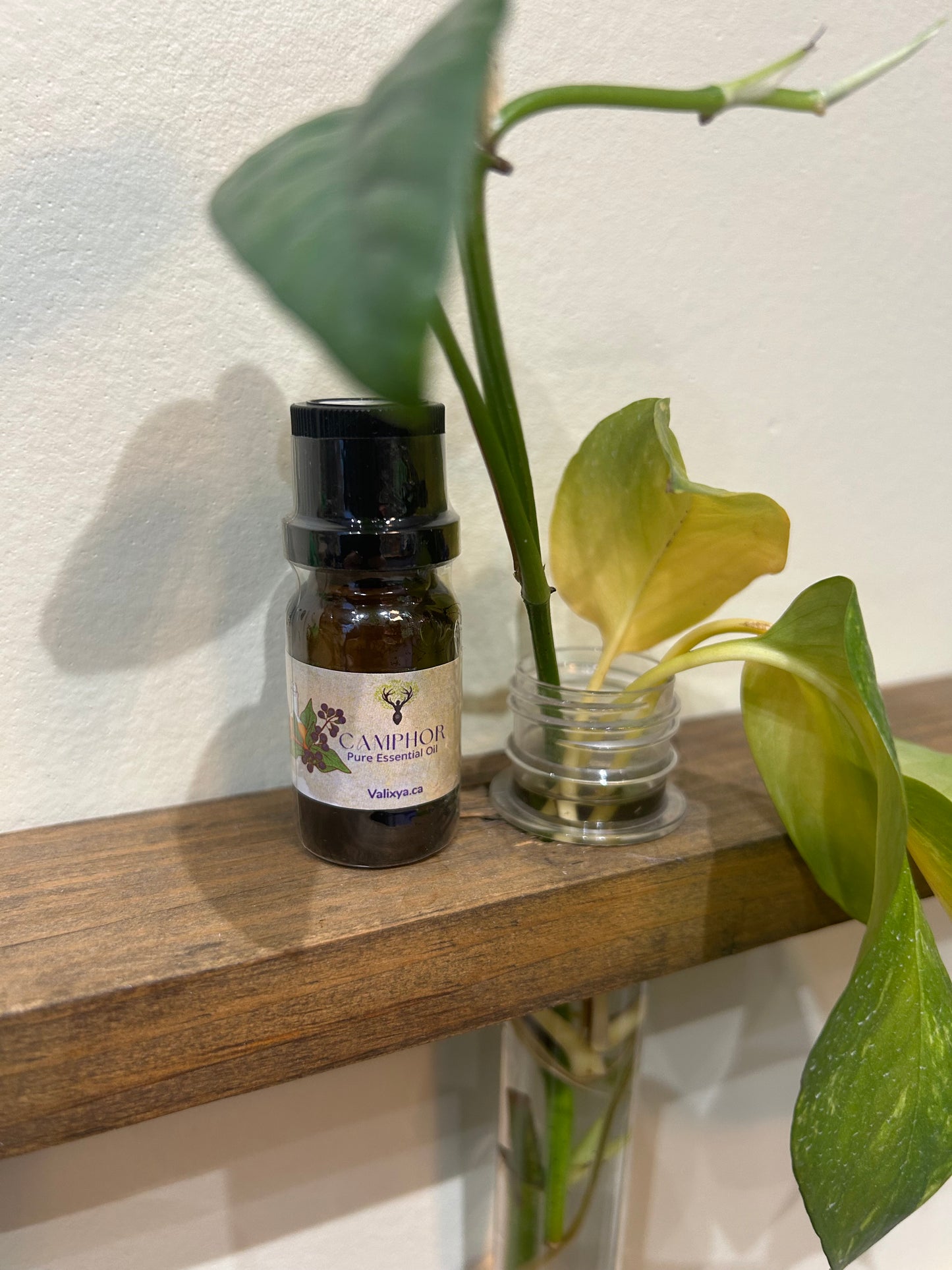 Camphor Essential Oil