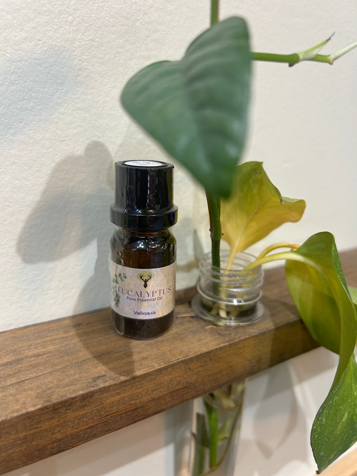 Eucalyptus Essential Oil